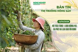 Thị trường nông sản 12/10/2026: Hồ tiêu tăng 1.000 đồng/kg, cà phê và lúa gạo ổn định