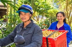 Nông dân xứ Tiên phấn khởi khi Bòn bon được mùa, được giá
