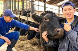 Chàng trai Việt ở Nhật gây sốt với cách chăm bò Wagyu như bạn thân