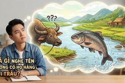 Giải đáp câu đố: Cá gì nghe tên tưởng họ hàng với trâu?