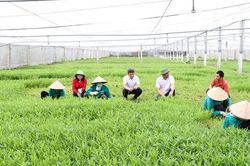 Chủ tịch UBND thành phố Hà Nội sẽ đối thoại với nông dân về phát triển 'nông nghiệp xanh'