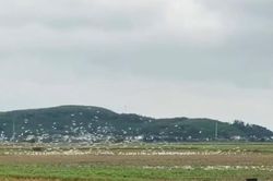 Hàng nghìn con cò trắng kéo về cánh đồng ở Nghệ An