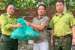 Người dân bắt được trăn đất quý hiếm trong lúc làm tường bao