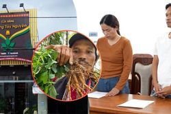 Vợ chồng chủ kênh 'Già làng Tây Nguyên' bị khởi tố liên quan sâm Ngọc Linh