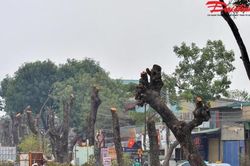 Hà Nội siết quản lý cây xanh, hạn chế tối đa chặt hạ, dịch chuyển