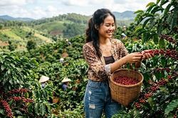 Giá cà phê hôm nay 13.10.2026: Đi ngang, cao nhất giữ 93.000 đồng/kg