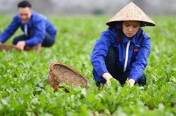 Cơ chế phát triển sản xuất liên kết theo chuỗi giá trị
