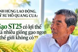'Gạo ST25 có lợi thế mà nhiều giống gạo ngon thế giới không có'