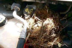 Cách xử lý khi phát hiện tổ chim trong ô tô