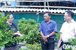 Phủ kín vốn tín dụng chính sách toàn vùng đất Tuy Phước, Gia Lai