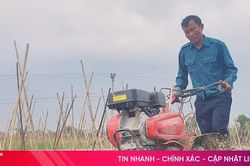 Nông dân Hà Tĩnh tất bật xuống giống, chăm sóc rau vụ tết