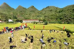 Về Tuyên Quang trải nghiệm lội ruộng bắt cá bằng tay cùng đồng bào dân tộc Tày