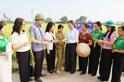 Bắc Ninh: Mô hình gieo cấy giống lúa TĐ25 thân thiện với môi trường đạt năng suất 280-300 kg/sào