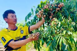 Chàng trai người Mường vươn lên làm giàu trên vùng đất khó