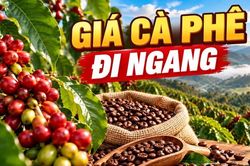 Giá cà phê hôm nay 13/10/2026: Thị trường ổn định, chờ tín hiệu mới