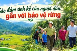 Bảo đảm sinh kế của người dân gắn với bảo vệ rừng
