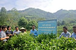 Phó Chủ tịch UBND tỉnh Giàng Quốc Hưng kiểm tra hai mô hình nông nghiệp ứng dụng khoa học công nghệ tại Hưng Khánh và Quy Mông