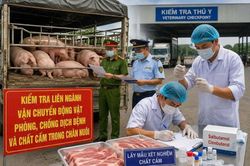 Gia Lai tăng cường kiểm tra chất cấm Salbutamol trong chăn nuôi bảo vệ sức khỏe Nhân dân