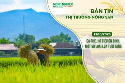 Thị trường nông sản 13/10/2026: Cà phê, hồ tiêu ổn định, một số loại lúa tươi tăng