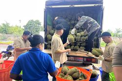 Sầu riêng gần 100.000 đồng/kg, vì sao nhiều nhà vườn vẫn khó hưởng lợi?