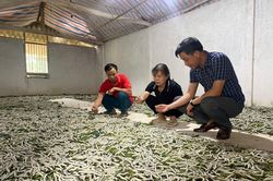 Về Trấn Yên xem kén vàng xe tơ: Trải nghiệm mới ở vựa dâu tằm lớn nhất miền Bắc