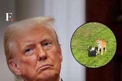 Ông Trump gây tranh cãi vì đăng video người đàn ông bị hổ tấn công
