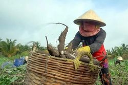 Giá khoai mì hơn 5.000 đồng/kg, nông dân lãi trăm triệu đồng/ha
