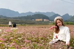 Tuyên Quang sẵn sàng cho Lễ hội Hoa Tam giác mạch lần thứ XII