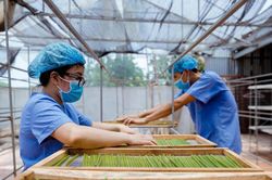 Quy định mới về điều kiện, mức hỗ trợ dự án phát triển sản xuất liên kết theo chuỗi giá trị