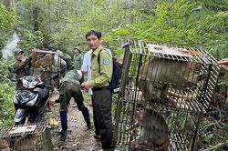 23 cá thể khỉ, rùa, trăn được thả về tự nhiên