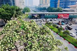 Hà Nội tính thay thế dần những nơi trồng hoa sữa quá dày