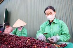 Cà phê Việt bán nhiều, thu ít, chờ sức bật từ vụ mới
