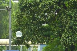 'Ác mộng' hoa sữa với người dân Hà Nội