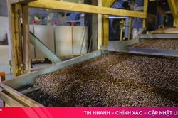 Từ cây keo đến viên nén gỗ FSC xuất khẩu sang Nhật Bản