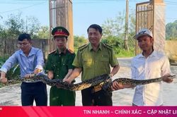Người dân tự nguyện giao nộp cá thể trăn đất quý hiếm
