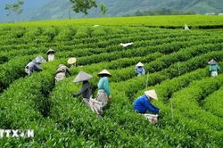 Nâng giá trị sản phẩm OCOP từ lợi thế nông nghiệp và du lịch