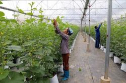 Thúc đẩy sản xuất nông nghiệp theo chuỗi giá trị