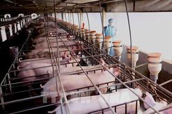 Vĩnh Long quyết liệt ngăn chặn dịch tả lợn châu Phi lây lan