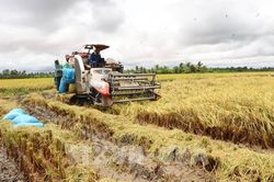 Khi nông dân Vĩnh Long không còn phải tự lo đầu ra nông sản