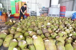 Thoát cảnh rẻ như cho, nhà vườn Đồng Tháp trúng đậm vụ mít mới