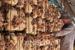 Đầu tư nghiên cứu, phát triển giống nấm chất lượng cao
