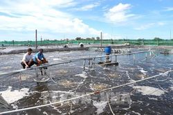 Giảm rủi ro nuôi trồng thủy sản trước tác động từ El Nino