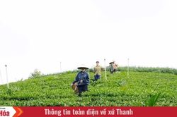 “Mùa xanh” trên những triền đồi Bình Sơn
