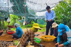 Nông dân Đà Nẵng đổi mới tư duy, nâng tầm phát triển