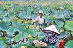 Chú trọng phát triển liên kết sản xuất
