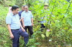 Phục tráng dưa mèo, phát triển thành hàng hóa