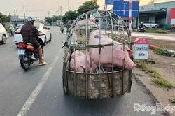 Giá heo hơi giảm mạnh, người nuôi thua lỗ