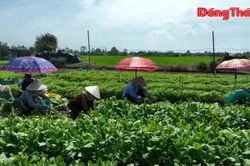 Phú Thành: Hội tụ nguồn lực phát triển nông nghiệp hiện đại