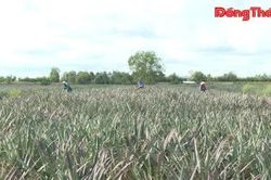 Tân Phước 1: Liên kết nông dân, nâng cao chất lượng khóm