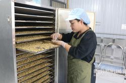 Từ ngô nếp cổ đến sản phẩm mới